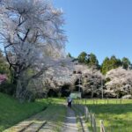 「松山 御本丸公園」の桜の風景　　宮城県大崎市