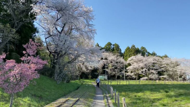 「松山 御本丸公園」の桜の風景　　宮城県大崎市