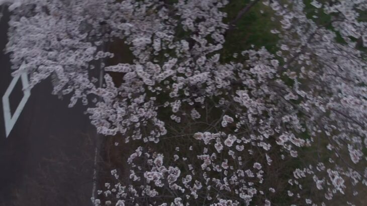 桜並木ドローン空撮