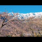 桜公園（梅花皮荘前）の残雪桜（ドローン空撮）