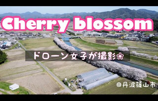 【ドローン撮影】【桜風景】丹波篠山市の桜風景🌸を撮影してみました！