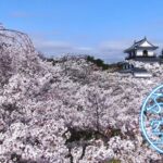 【ドローン空撮】宮城県白石市の桜（「ぶらり空旅」/チャージ！）