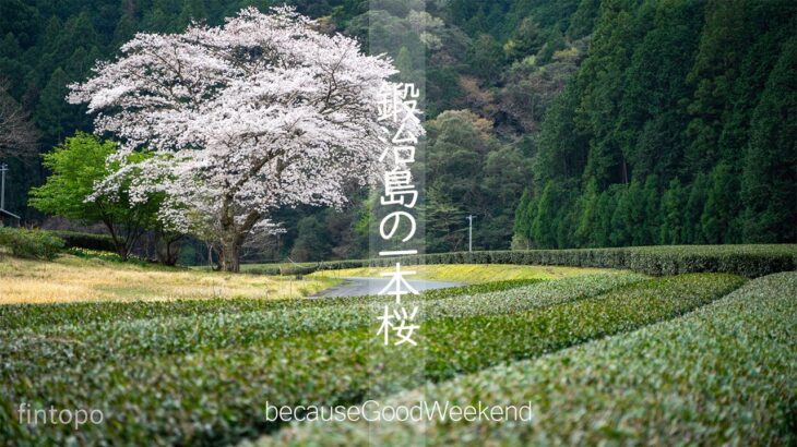 【小さな風景】鍛治島の一本桜【静岡県森町】