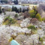 地元の桜をドローンの空撮で紹介！淡い桜色は市民の憩い！親子が集う桜山公園！