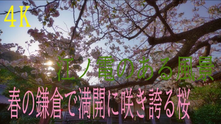 春の鎌倉で満開に咲き誇る桜と江ノ電のある風景