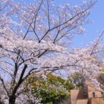 洋光台 桜風景2021