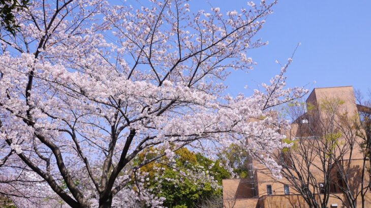 洋光台 桜風景2021