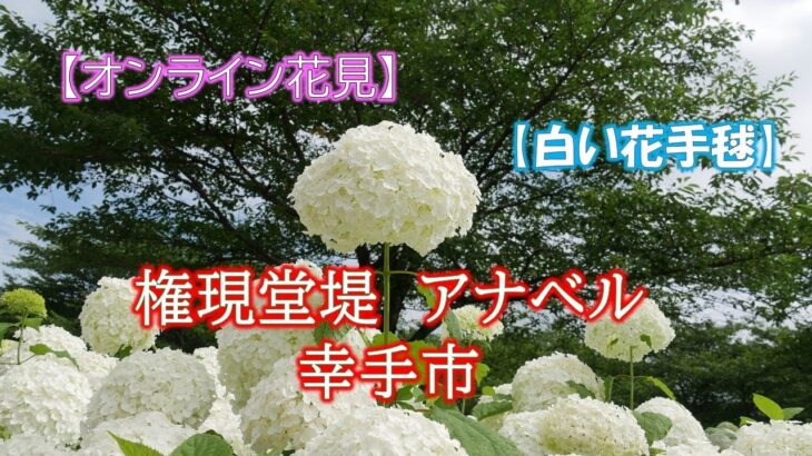 【オンライン花見】権現堂堤　アナベル　幸手市【白い花手毬】　　2021年6月