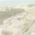 ドローン空撮 秋田県 桜と海 2021/Drone aerial Akita Cherry blossoms and the sea