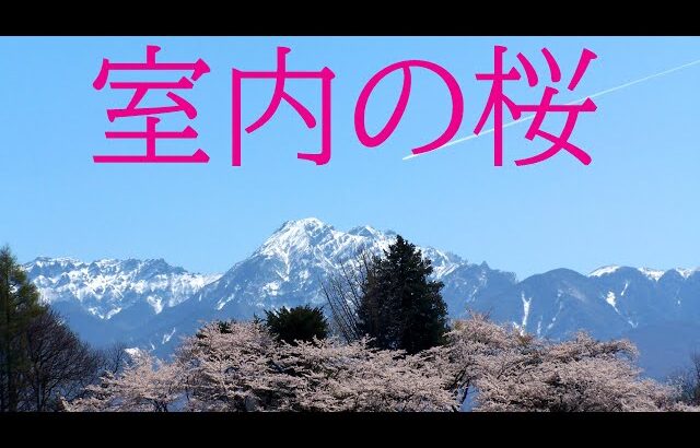 ［4K］自然風景  八ヶ岳と桜 長野県の春