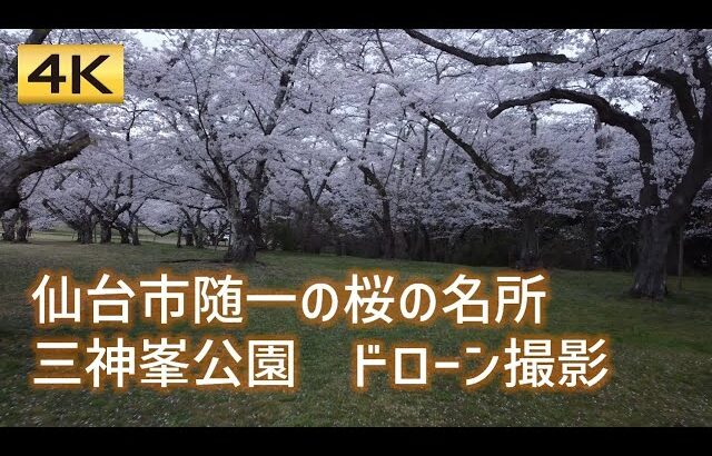 [4K] 仙台市三神峯公園の桜－仙台宮城の美しい風景