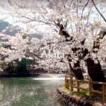 [4K SAKURA DRONE] Akita｜秋田県｜桜ドローンプロジェクト 4K