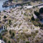 [4K SAKURA DRONE] Atago Park & Hayakakenuma Park, Aomori｜青森県｜桜ドローンプロジェクト 4K