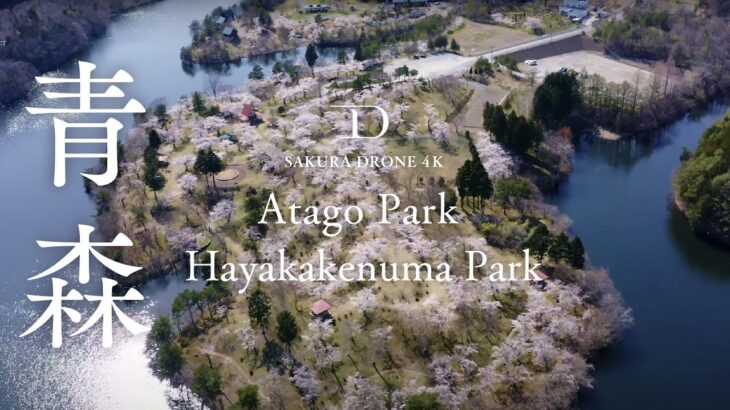 [4K SAKURA DRONE] Atago Park & Hayakakenuma Park, Aomori｜青森県｜桜ドローンプロジェクト 4K