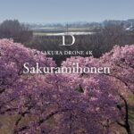 [4K SAKURA DRONE] Sakuramihonen in Yuki, Ibaraki｜茨城県 結城市 桜見本園｜桜ドローンプロジェクト 4K