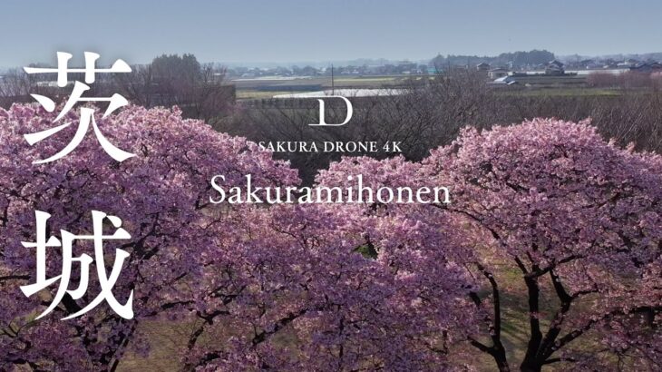 [4K SAKURA DRONE] Sakuramihonen in Yuki, Ibaraki｜茨城県 結城市 桜見本園｜桜ドローンプロジェクト 4K