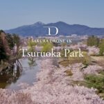 [4K SAKURA DRONE] Tsuruoka Park in Tsuruoka, Yamagata｜山形県鶴岡市鶴岡公園｜桜ドローンプロジェクト 4K