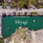 [4K SAKURA DRONE] Zaimokuiwa-park & Saigyomodoshi no Matsu Park, Miyagi｜宮城県｜桜ドローンプロジェクト 4K