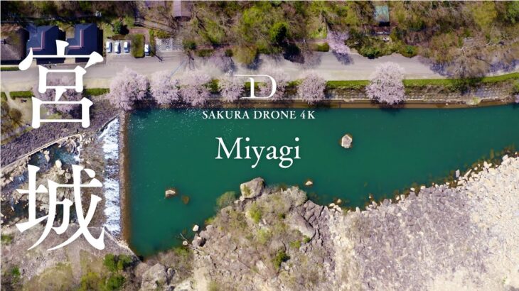 [4K SAKURA DRONE] Zaimokuiwa-park & Saigyomodoshi no Matsu Park, Miyagi｜宮城県｜桜ドローンプロジェクト 4K