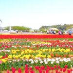 【Chiba Tulips】”Sakura Tulip Festa” Chiba Japan Walking Tour (360 VR)