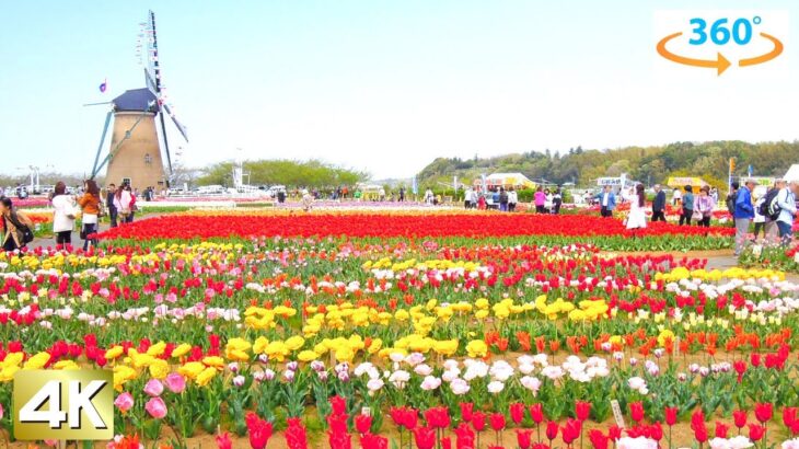 【Chiba Tulips】”Sakura Tulip Festa” Chiba Japan Walking Tour (360 VR)