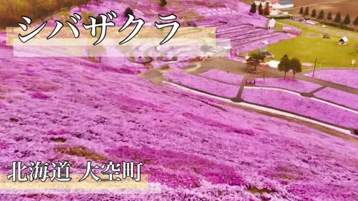 北海道「ひがしもこと芝桜公園」日本の絶景ドローン空撮【癒し】Drone beauty Japan sakura Relaxation