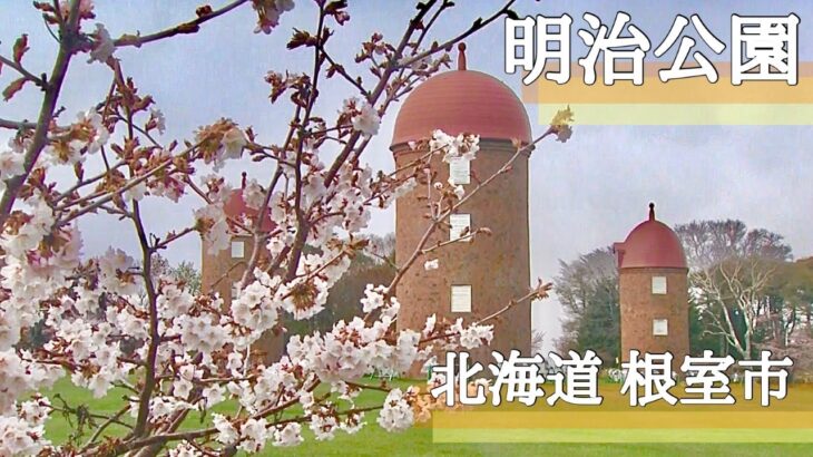 【北海道の桜】絶景ドローン空撮 根室市「明治公園」Japan beauty sakura Drone Relaxation