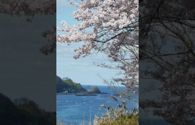 能登 桜の風景/輪島市 竜ケ埼灯台