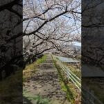 能登 桜の風景/宝達志水町 宝達天井川