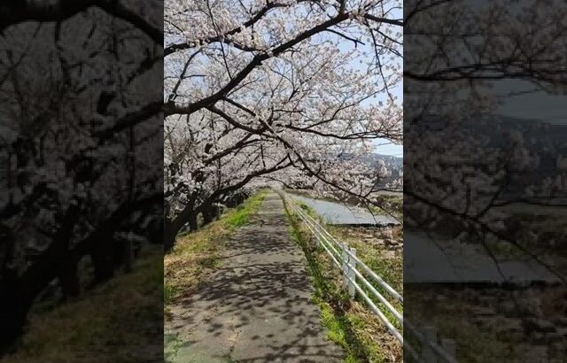 能登 桜の風景/宝達志水町 宝達天井川