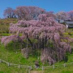 【三春滝桜】ドローン空撮映像（６０秒）