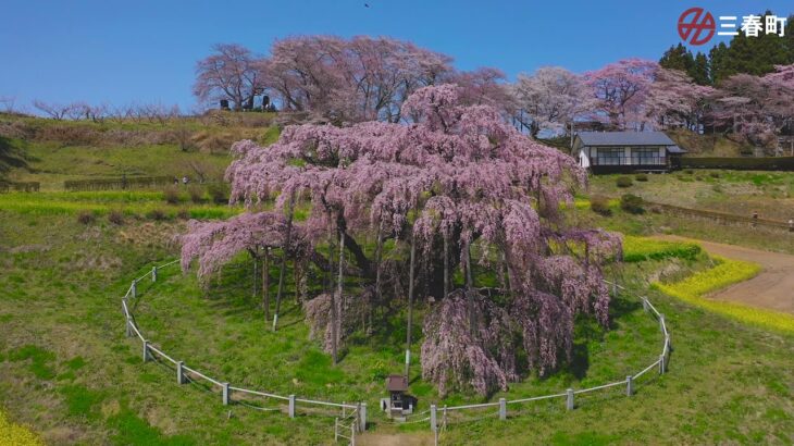 【三春滝桜】ドローン空撮映像（６０秒）