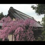 【ドローン撮影】満開のしだれ桜の庭園を空撮。