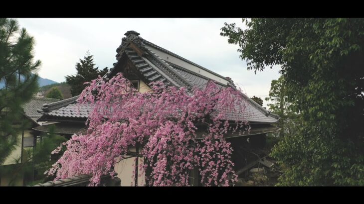 【ドローン撮影】満開のしだれ桜の庭園を空撮。