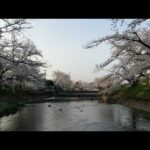愛知県　岩倉市　小牧市　五条川　桜　ドローン空撮　風景