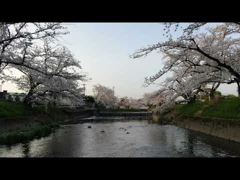 愛知県　岩倉市　小牧市　五条川　桜　ドローン空撮　風景