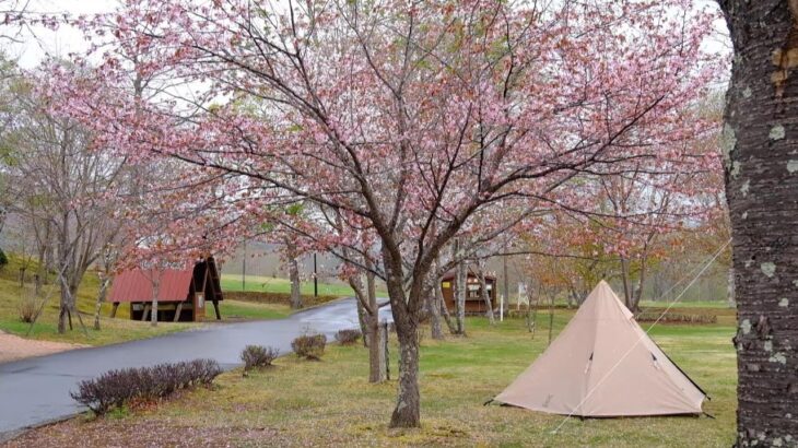 音別憩いの森キャンプ場　桜風景