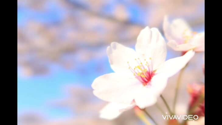桜の風景♪