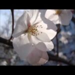 桜風景2014.3.29