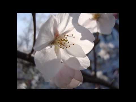 桜風景2014.3.29