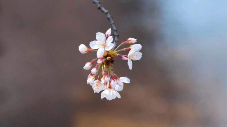 東京 風景『桜咲く神田川〜2021春〜』-キリスト教福音宣教会:CGM