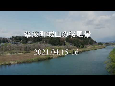 城山の桜風景20210415 16