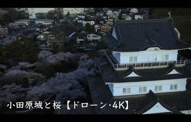 小田原城と桜【ドローン・4K】