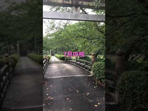 【神社の風景】7月の桜