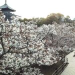 遅咲きの御室桜　ドローン空撮…京都・仁和寺