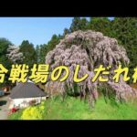 🚁ドローン空撮🚁🌸合戦場のしだれ桜🌸三春の滝桜の孫桜