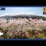 【北海道360°VR】400本の桜が咲く余市の名所 | 余市川桜づつみ