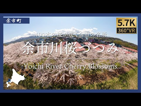 【北海道360°VR】400本の桜が咲く余市の名所 | 余市川桜づつみ