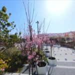 春のSAKURA MACHI Kumamoto　by マイクロドローン