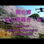 ドローン空撮：瀬戸内海国立公園 後山 桜の美